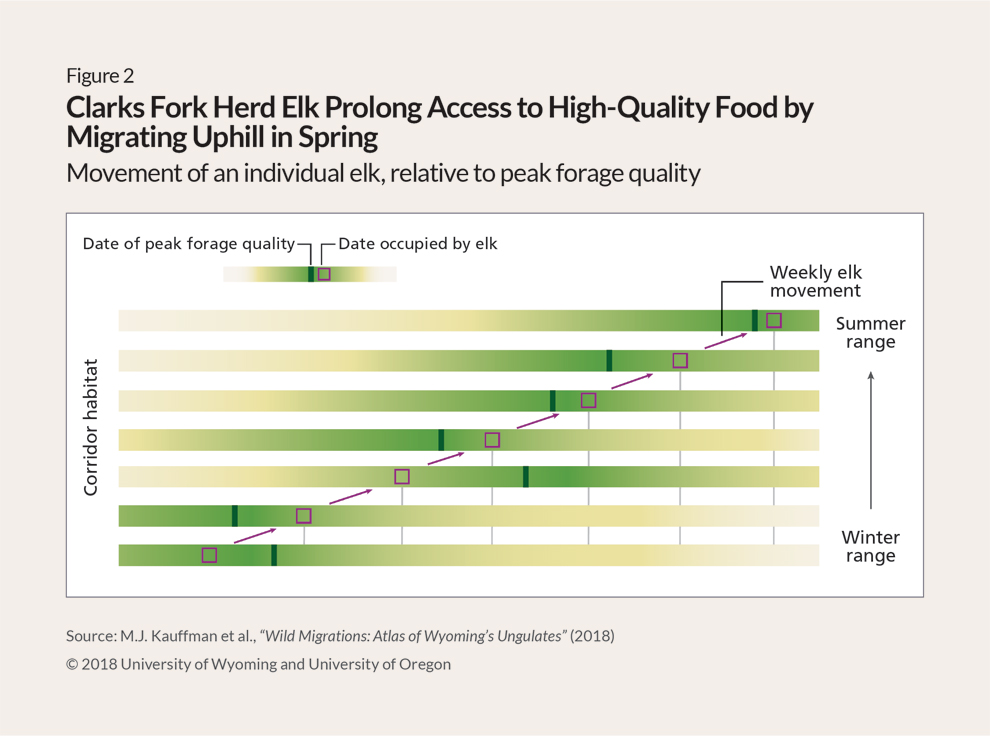 Graph with seven horizontal bars, each bar representing a segment of an elk migration corridor from winter range (bottom bar) to summer range (top bar). The bars are shaded in graduated green and yellow tones denoting the progression of new plant growth. Each bar also features a vertical dark green line indicating the point of peak forage quality on that segment of the migration as well as a small purple box depicting when elk arrive at each segment. Between the bars are purple arrows, pointing upward and toward the right, indicating the elks’ weekly movement. Overall, the graph demonstrates that elk usually arrive at each spot along their migration near the moment of peak forage quality.